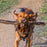 Hundesele Dog Harness-Tilbehør-GoPro-Proutstyr.no