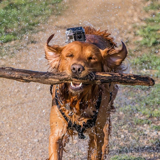 Hundesele Dog Harness-Tilbehør-GoPro-Proutstyr.no